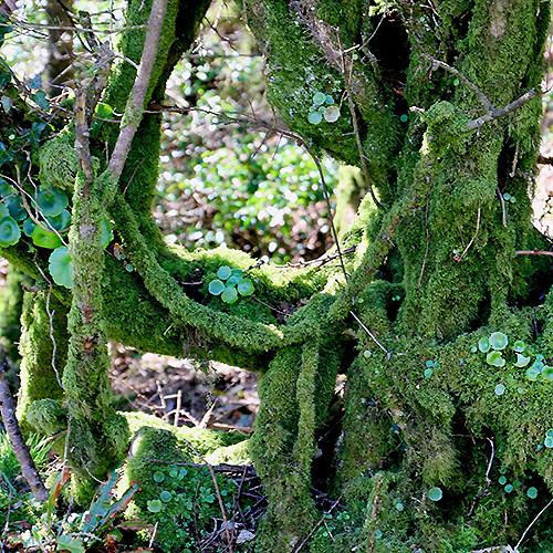1 Moss 1-moss