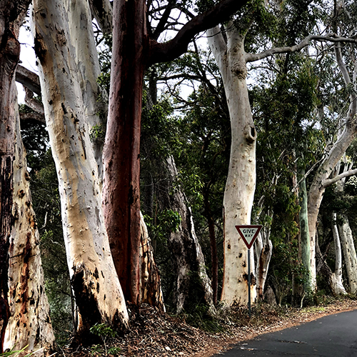 The close-set line of broad-girthed eucalypt trees, their venerable roots supping at water’s edge, each holding its own noble, self-fulfilling pose. The close-set line of broad-girthed eucalypt trees, their venerable roots supping at water’s edge, each holding its own noble, self-fulfilling pose.