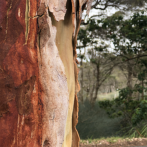 An intimate view of a bloodwood eucalypt, nearby the legendary Glenbrook Lagoon An intimate view of a bloodwood eucalypt, nearby the legendary Glenbrook Lagoon